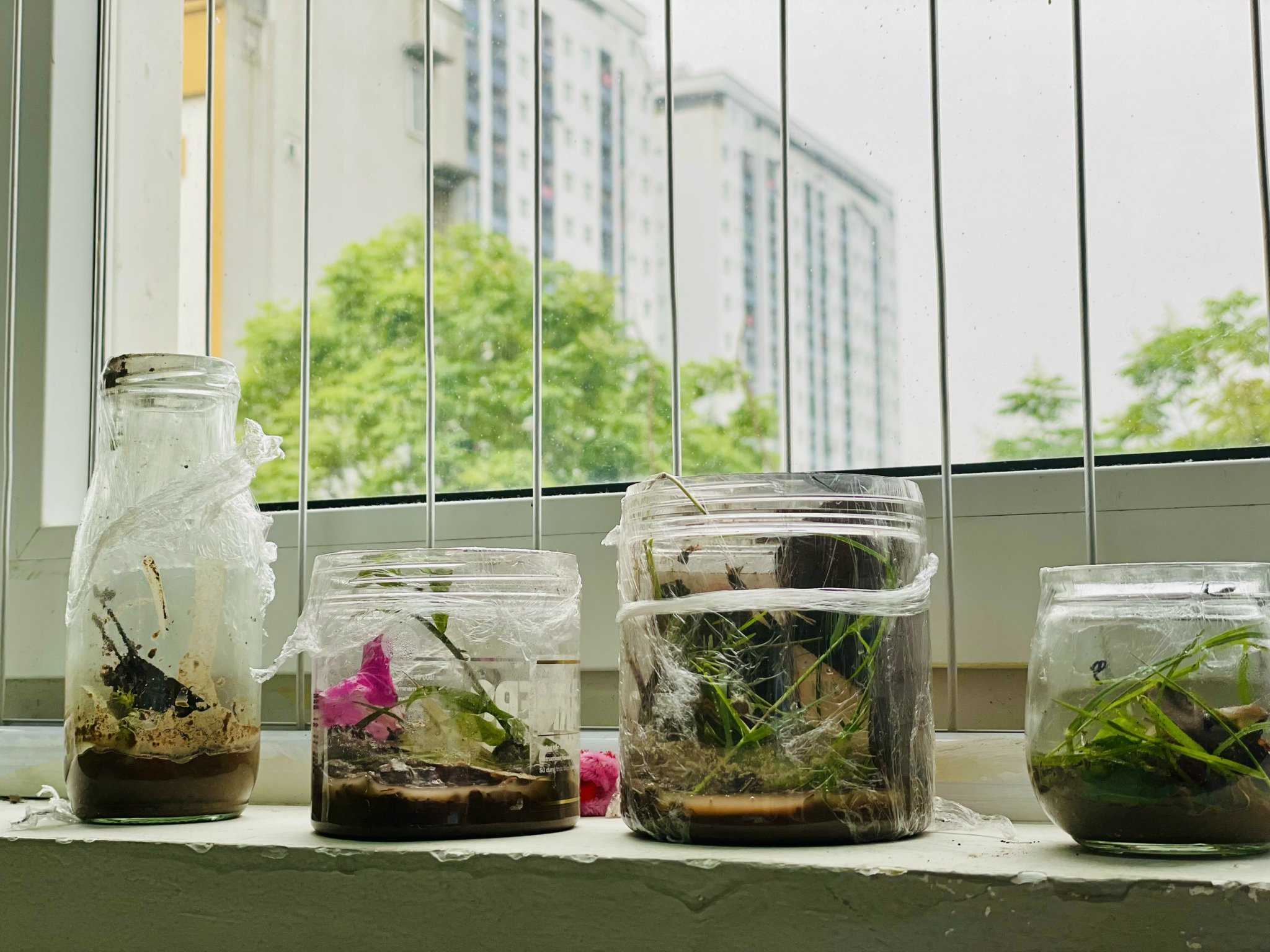 KHÁM PHÁ TIẾT HỌC ĐẶC SẮC CỦA HỆ SONG BẰNG VIỆT MỸ